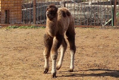 В Харьковском зоопарке родился верблюжонок