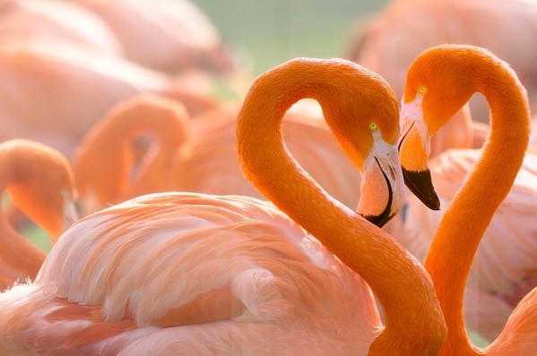 Харьковский зоопарк приглашает отпраздновать День влюбленных