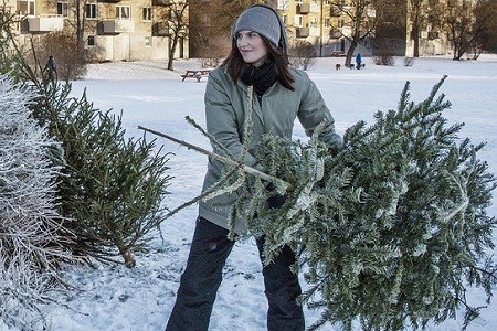 Харьковчанам рассказали, куда следует выбрасывать елки