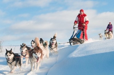 Под Харьковом пройдет фестиваль ездового спорта «Winter Dog Fest»
