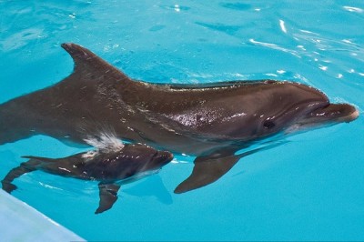 В харьковском дельфинарии «Немо» появился новый обитатель