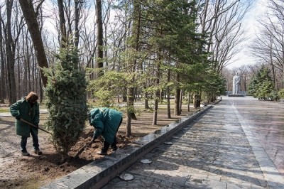 На Мемориале Славы посадили новые деревья