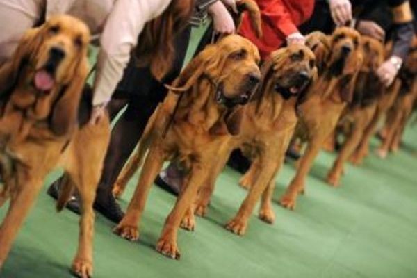 В Харькове проведут выставку собак, посвященную памяти экс-мэра