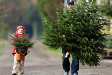 Стало известно, во сколько в этом году обойдутся харьковчанам новогодние елки