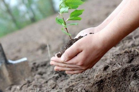 В Харькове началась весенняя высадка деревьев