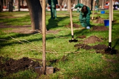 На улицах Харькова высадили более 1,5 тысячи деревьев