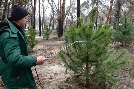 В Харькове нашли способ защиты хвойных деревьев от лесорубов 