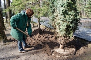 В Харькове было высажено почти 3 тысячи деревьев