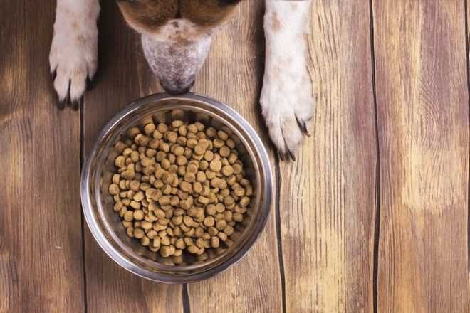 Корм для собак - залог полноценного и сбалансированного питания