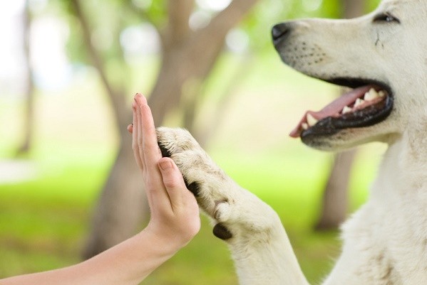 В Харьковском приюте появится pet-friendly контакт-центр