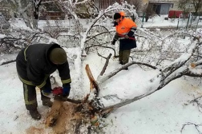 В Харькове массово пилят поваленные деревья