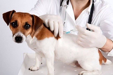 В Харькове пройдет плановая вакцинация домашних животных от бешенства