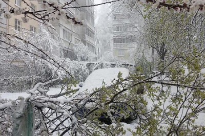 Из-за непогоды в Харькове упало более 700 деревьев