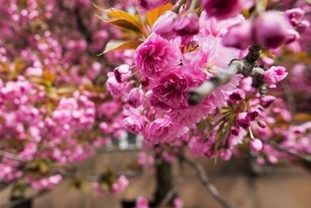 В сквере Сафарова посадили сакуры и восстановят футбольное поле