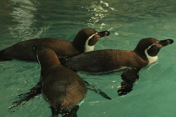 В Харьковский зоопарк привезли пингвинов