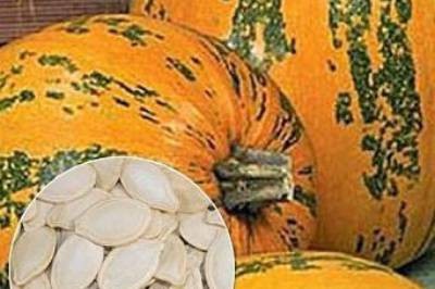 Гарбузове насіння для щедрого врожаю: вибираємо найкращі сорти в Agro-Market