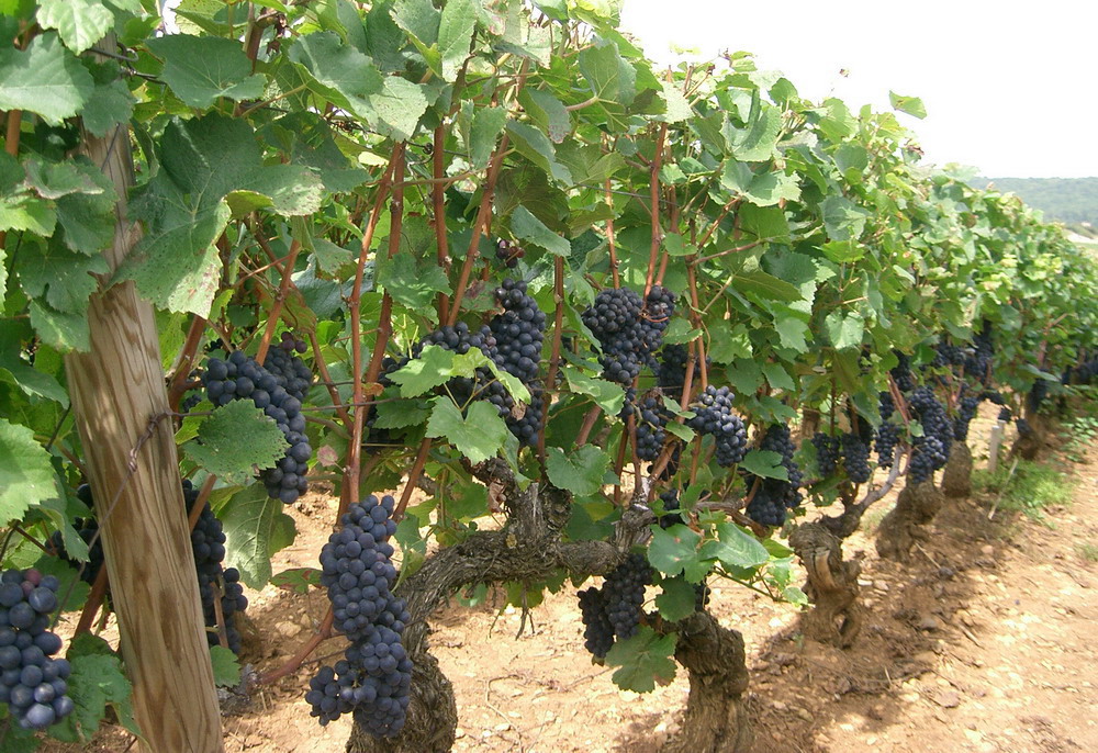 Пино-нуар - сорт винограда, используемый для производства вина