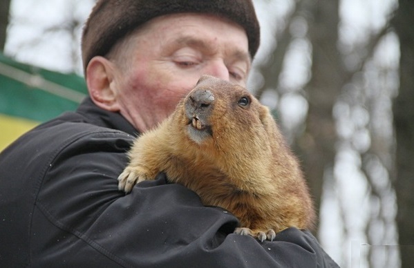 сурок