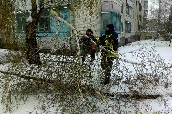 деревья