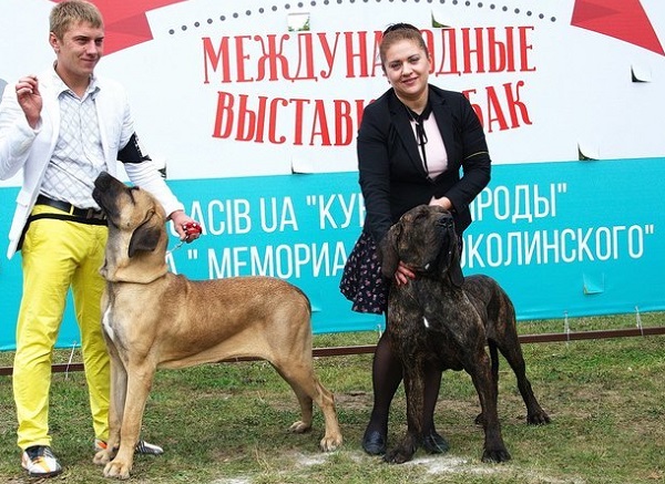 собака