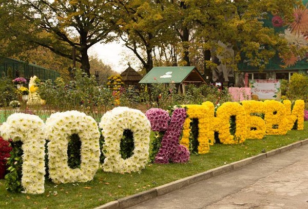 хризантемы