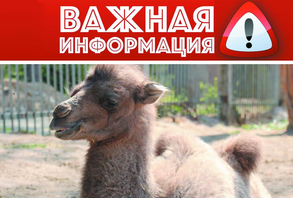 верблюд