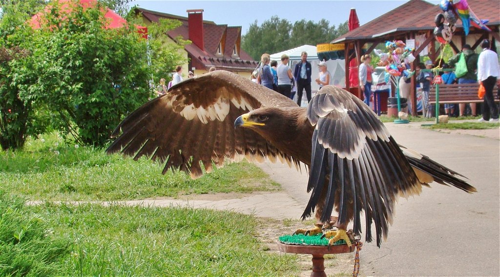 парк птиц