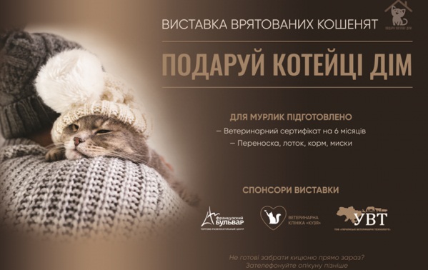 кот